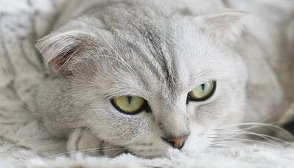 2025云开体育app网页版入口利物浦客场告捷热刺，范迪克头槌取胜，红军实力碾压